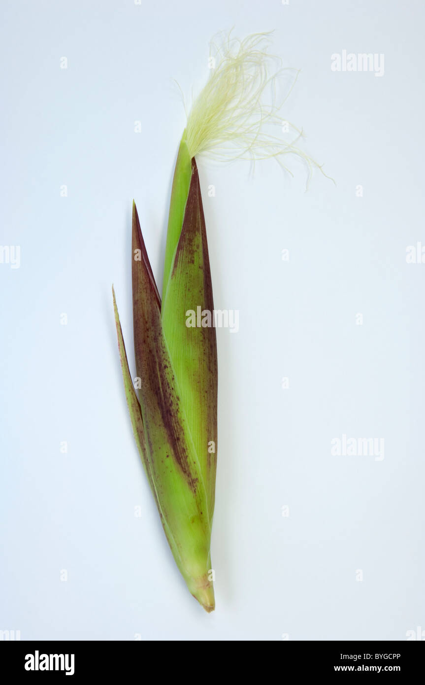 Le maïs, le maïs (Zea mays). Les jeunes de l'inflorescence femelle. Studio photo sur un fond blanc. Banque D'Images