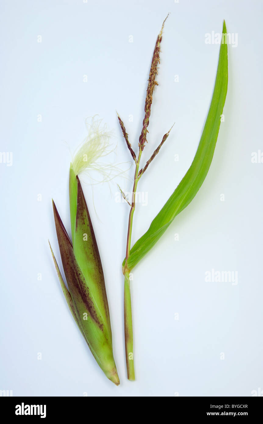 Le maïs, le maïs (Zea mays). Inflorescence mâle et femelle. Studio photo sur un fond blanc. Banque D'Images