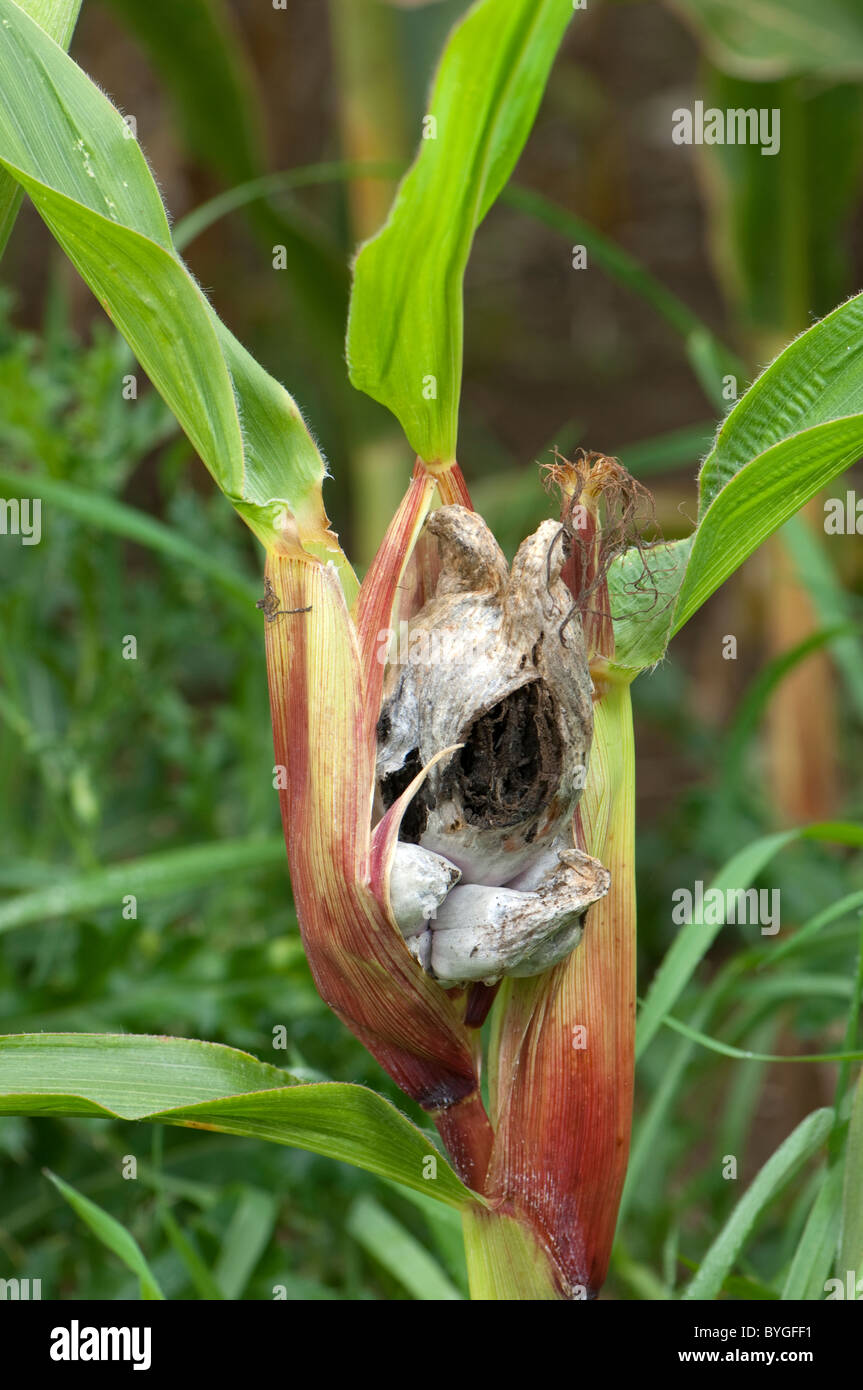 Le maïs, le maïs (Zea mays). La maladie du charbon du maïs causée par l'usine champignon Ustilago maydis. Banque D'Images