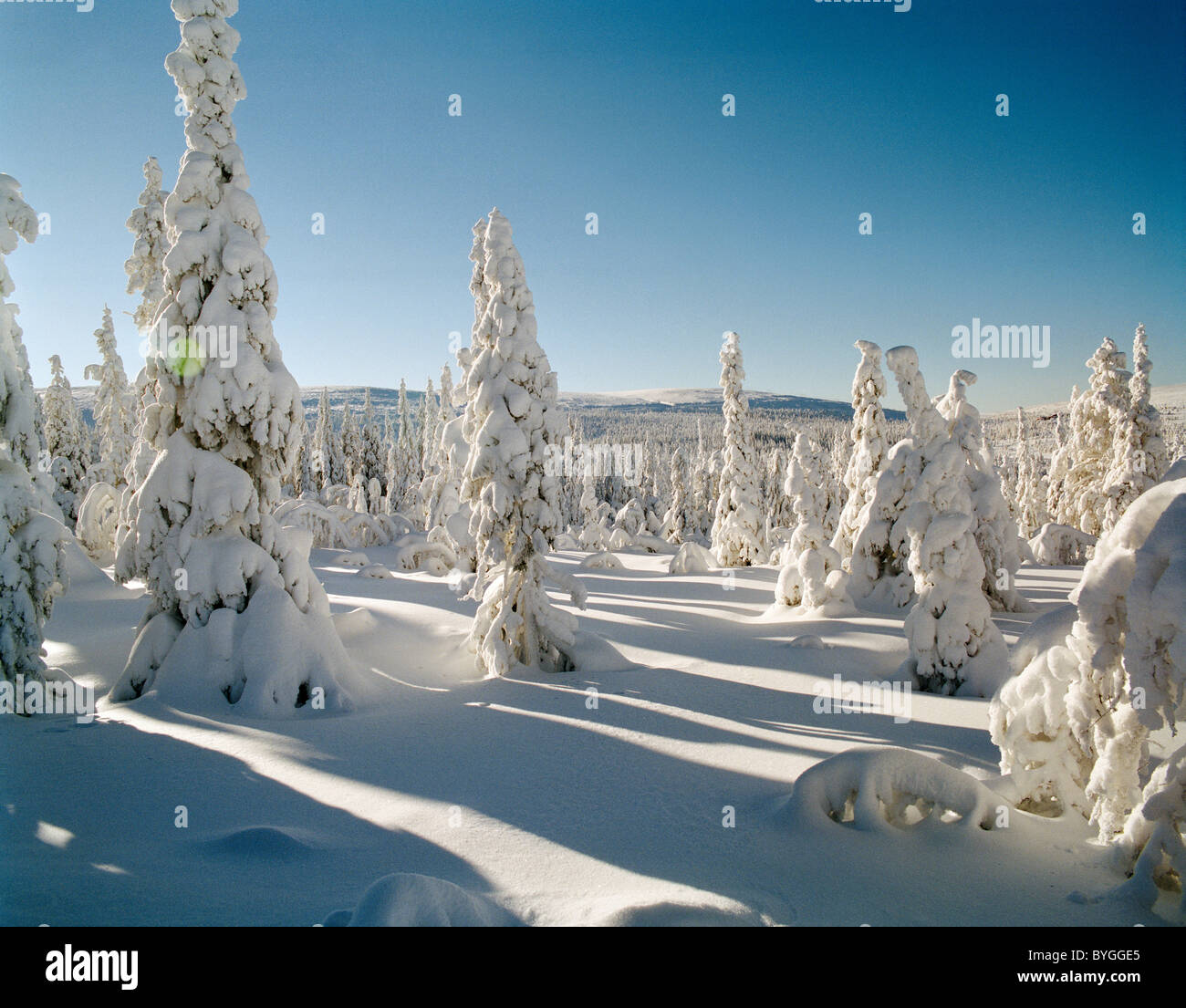 Snow covered Trees in winter landscape Banque D'Images