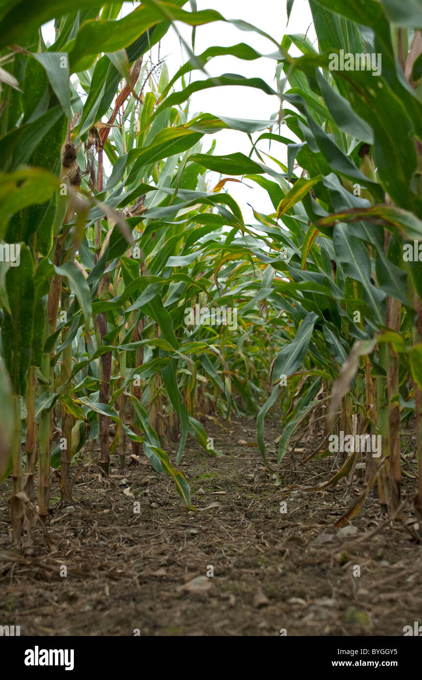 Le maïs, le maïs (Zea mays). Tunnel entre les rangées de plants de maïs sur un champ. Banque D'Images