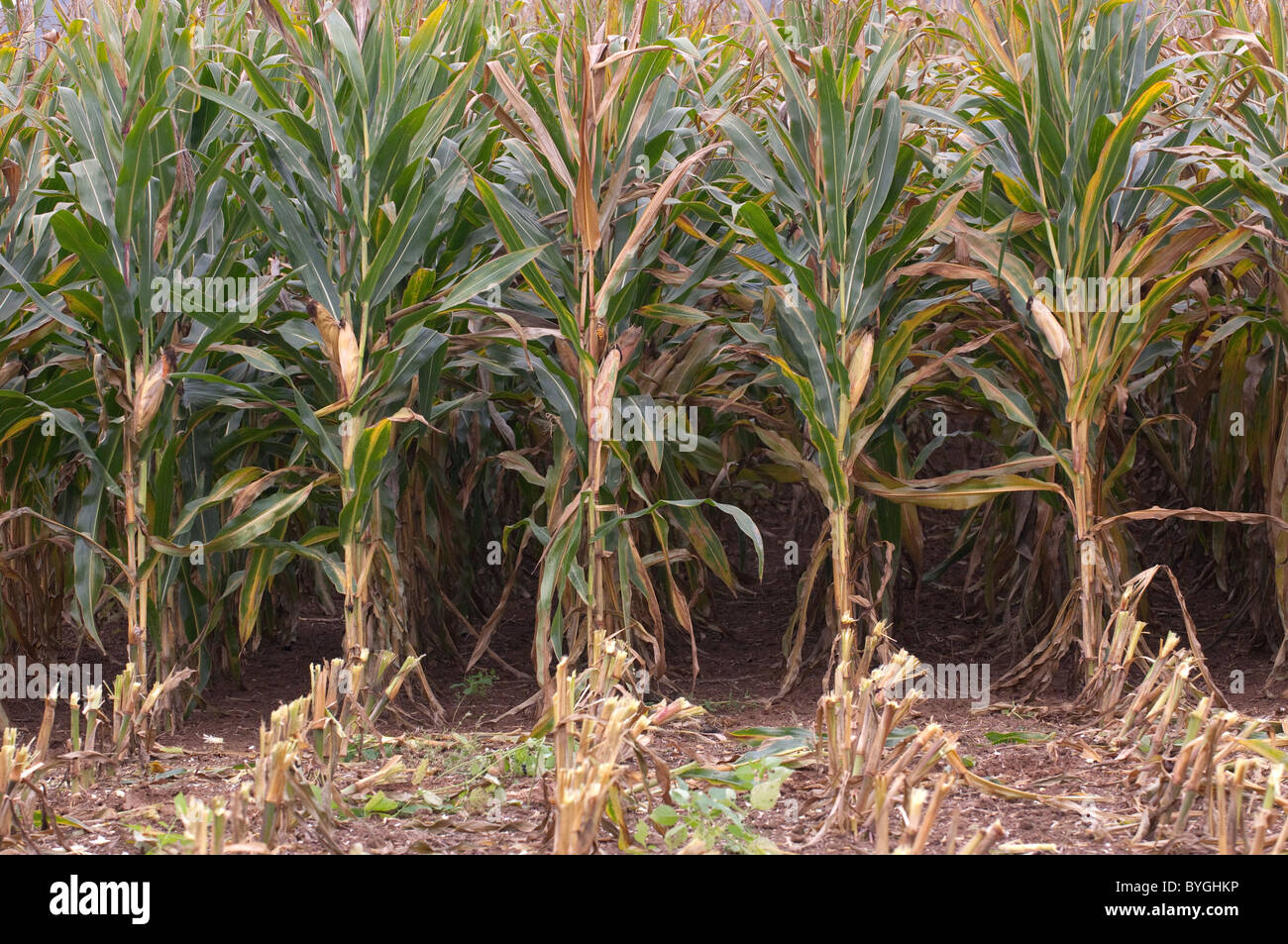 Le maïs, le maïs (Zea mays). Vue de la ligne- structure d'un champ de maïs. Banque D'Images