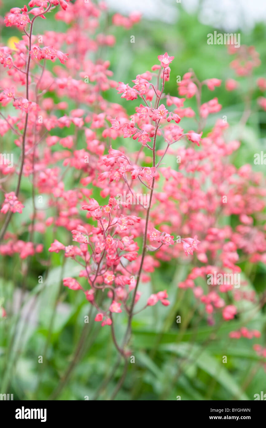 Coral bells ou Heuchera sanguinea dans le jardin d'été. Banque D'Images