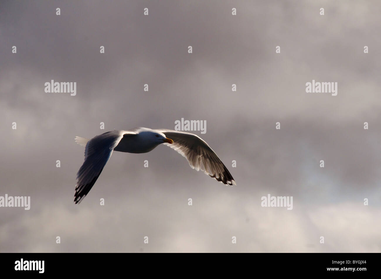 Seagull est voler contre le ciel gris. Goéland bourgmestre (Larus hyperboreus) Mer de Barents, l'Arctique russe Banque D'Images