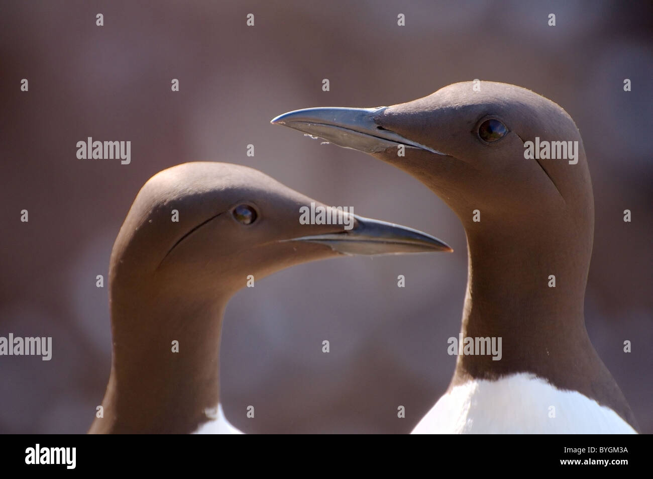 Portraits des deux guillemots. Guillemot marmette commune ou des guillemots (Uria aalge, Pontoppidan), mer de Barents, la Russie, l'Arctique, l'Europe Banque D'Images