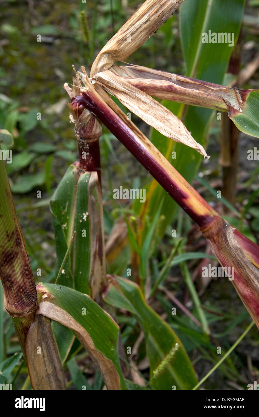 Le maïs, le maïs (Zea mays). Vitre endommagée par la pyrale du maïs (Ostrinia nubilalis). Banque D'Images