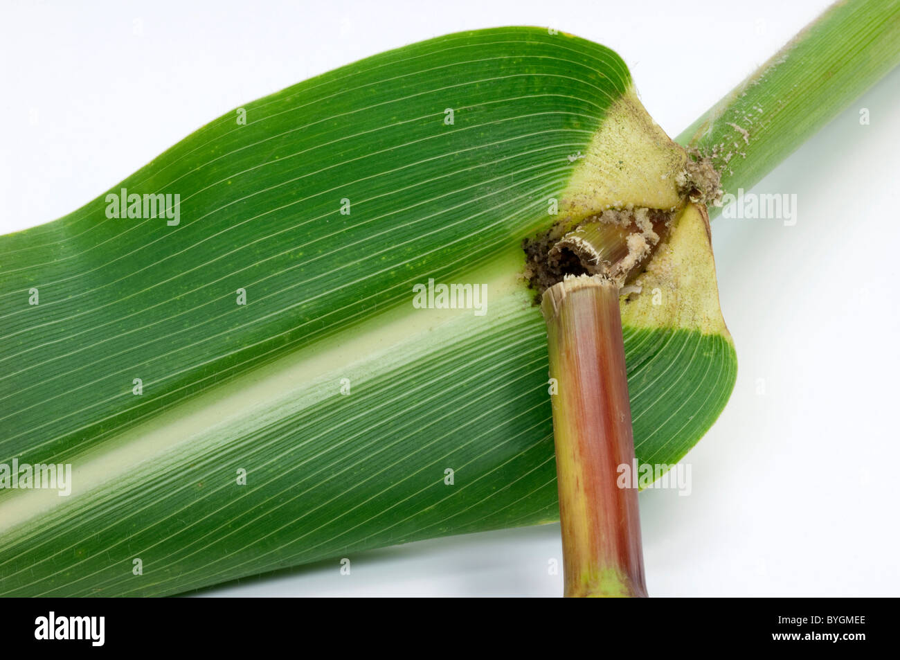 Le maïs, le maïs (Zea mays). Détail de l'essuyage endommagés par la pyrale du maïs (Ostrinia nubilalis). Banque D'Images