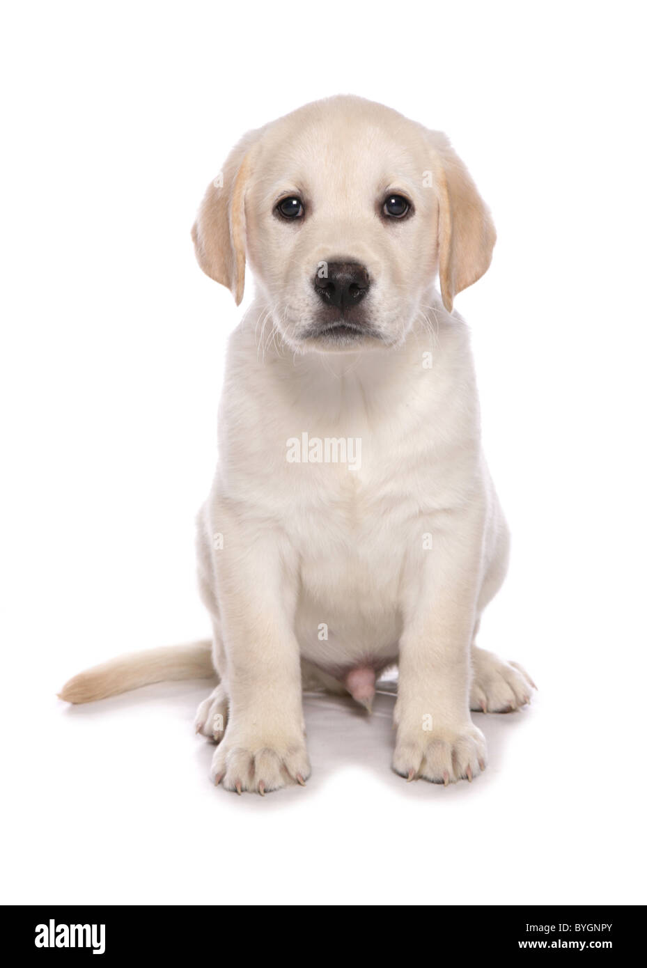 Labrador puppy sitting studio Banque D'Images