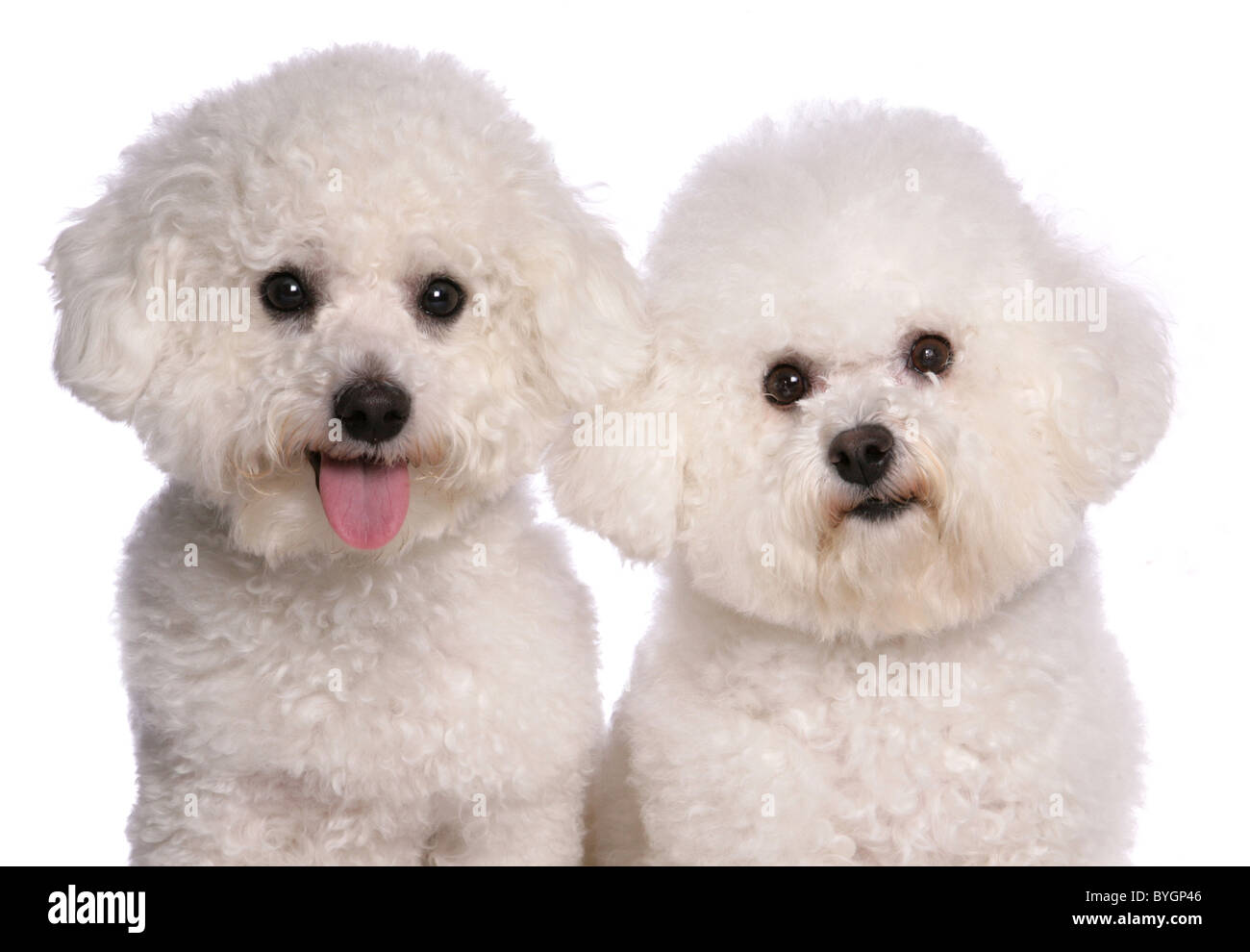 Deux chiens Bichon Frise portrait studio Banque D'Images