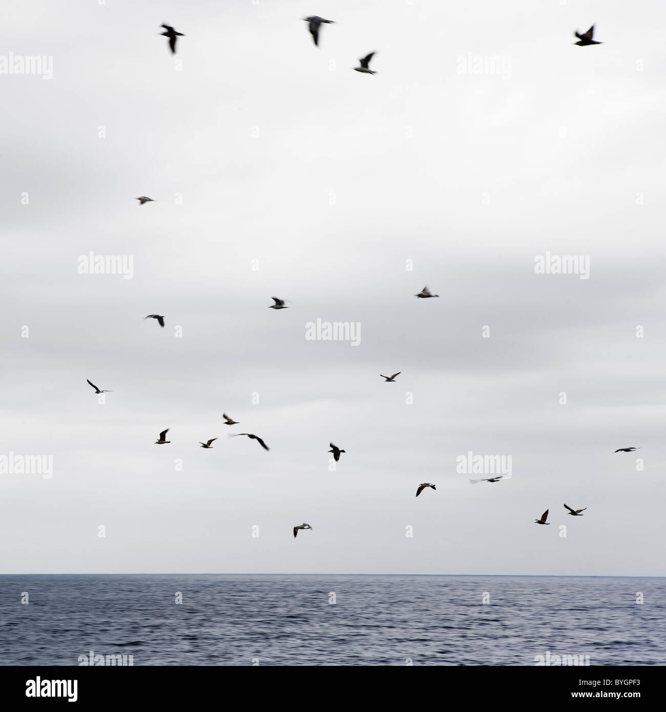 Vol de mouettes au-dessus de la mer Banque D'Images