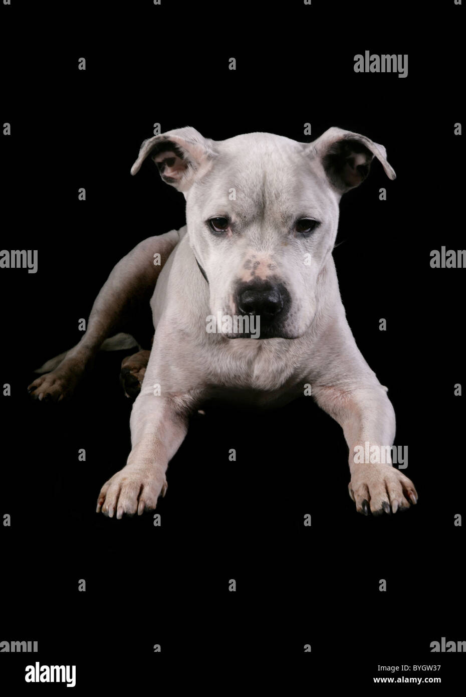 Staffordshire Bull Terrier chien mâle adulte unique fixant studio Banque D'Images