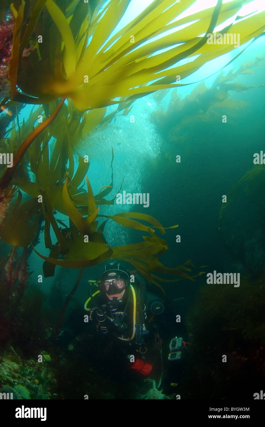 Plongeur mâle regardez sur l'algue Laminaria, kale Laminaire (Laminaria hyperborea) Banque D'Images
