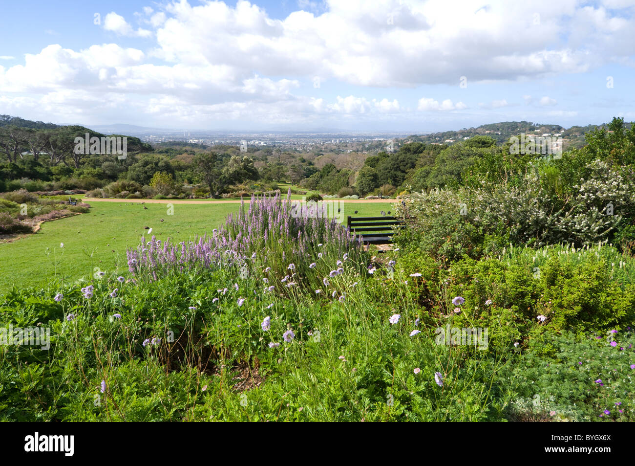 Jardins botaniques de Kirstenbosch, Cape Town, Afrique du Sud Banque D'Images