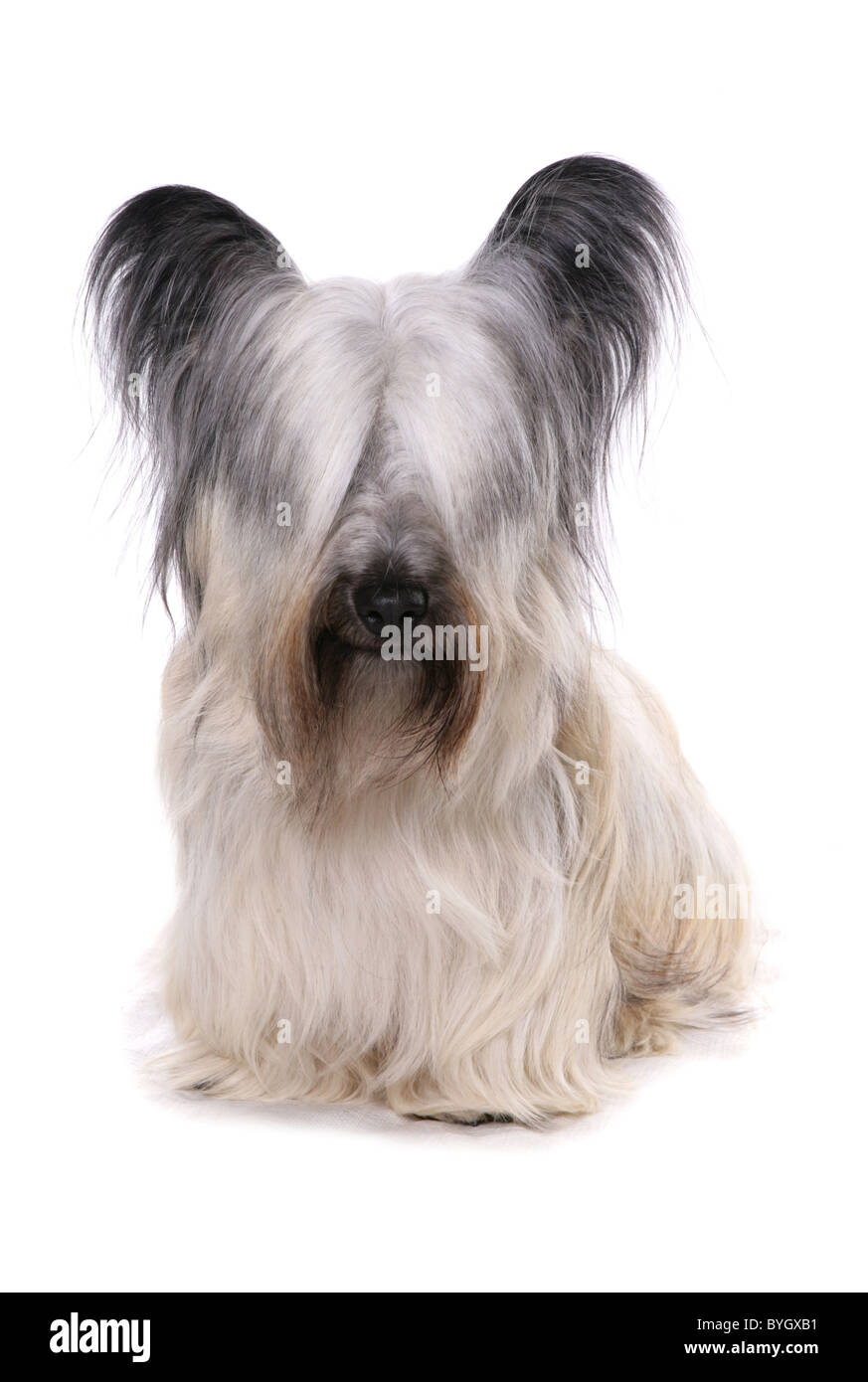 Skye Terrier Dog seule femelle adulte séance studio Banque D'Images