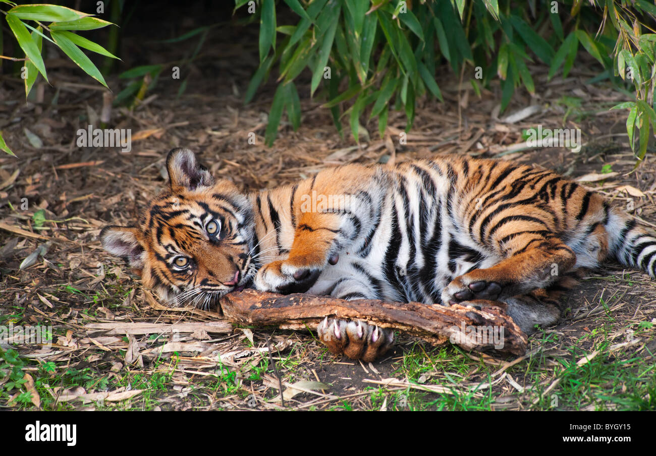 Tigre de Sumatra mignon cub jouant sur le sol forestier Banque D'Images