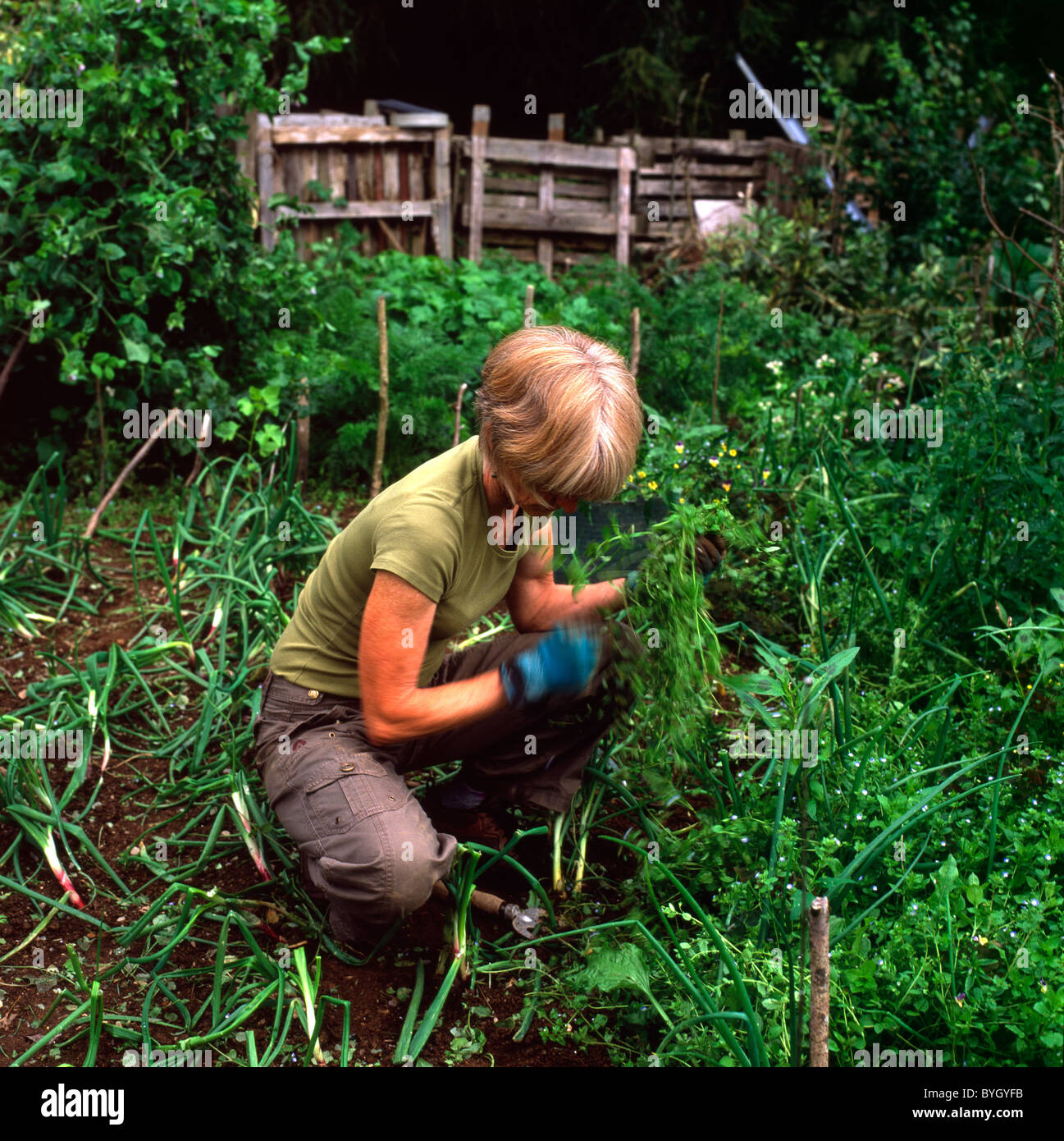 Femme mature accroupi à désherber un oignon bed travaillant dans son potager bio veg terrain au pays de Galles UK KATHY DEWITT Banque D'Images