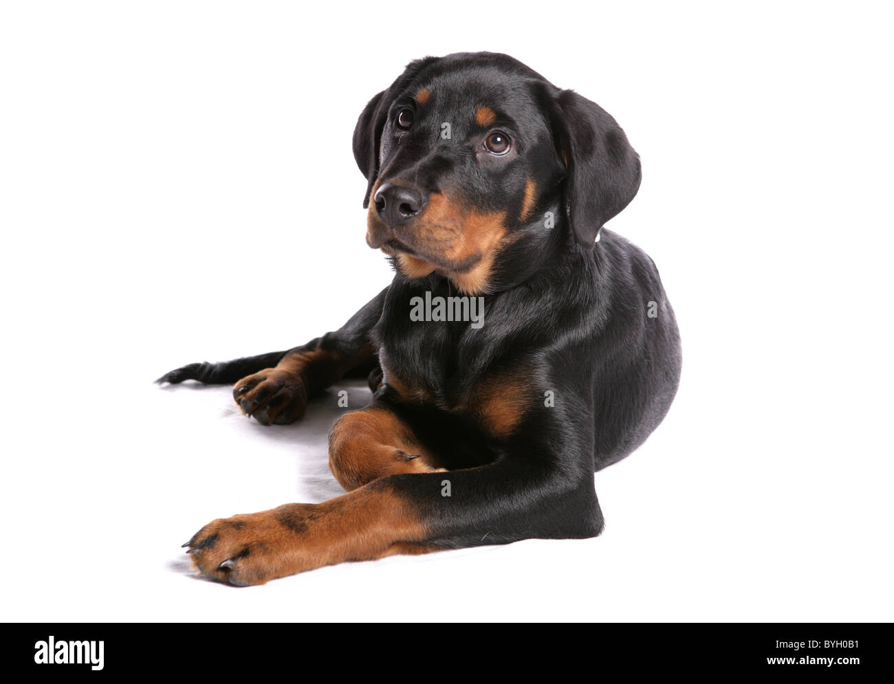 Rottweiler chiot seul jeune homme fixant studio Banque D'Images