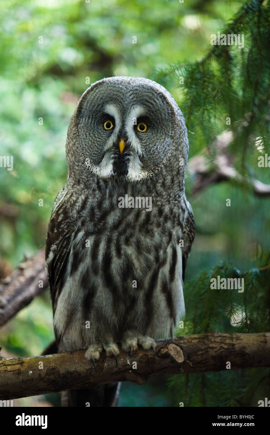 Close up of une Chouette lapone Strix nebulosa Chouette Laponie ou Banque D'Images