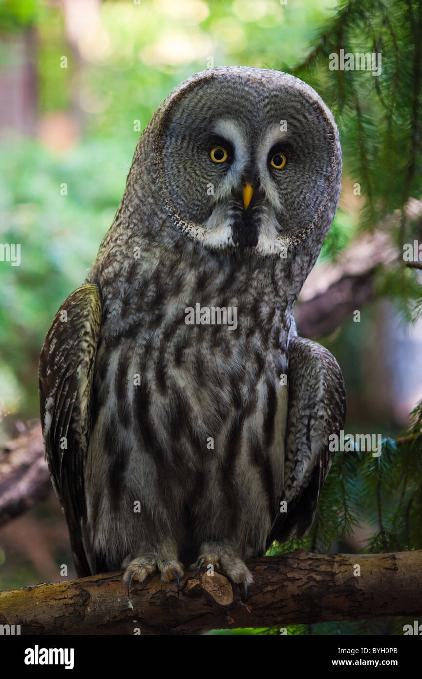 Close up of une Chouette lapone Strix nebulosa Chouette Laponie ou Banque D'Images