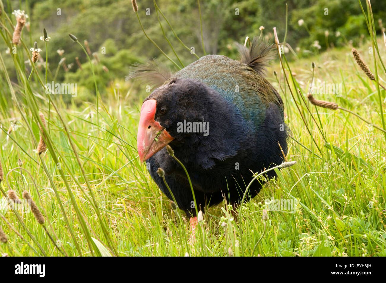 Talève takahé est un oiseau en Nouvelle-Zélande que d'échapper à l'extinction, die Vögel sind Takahés knapp Aussterben entkam dem Banque D'Images