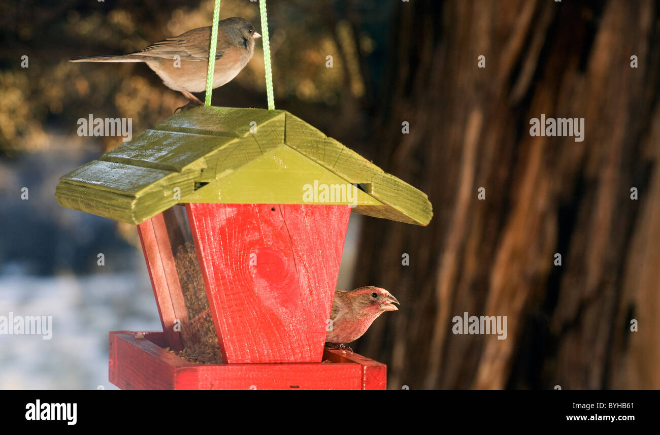Un mâle Roselin familier et une politique commune de Sparrow s'alimenter à une mangeoire pour oiseaux Banque D'Images