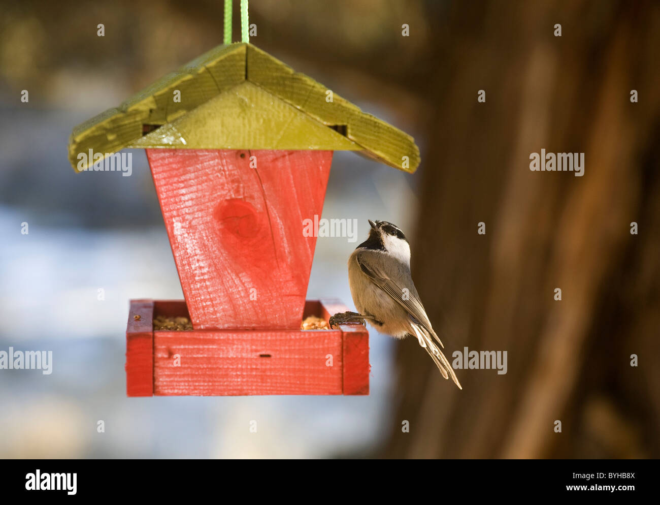 Un chickadee à une mangeoire pour oiseaux Banque D'Images