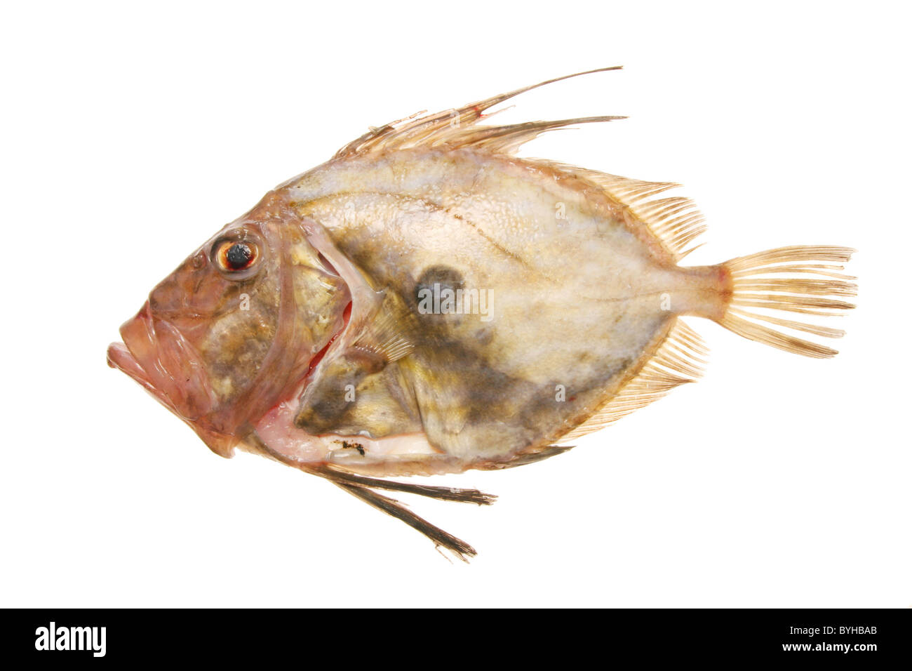 Un John Dory fish isolated on white Banque D'Images