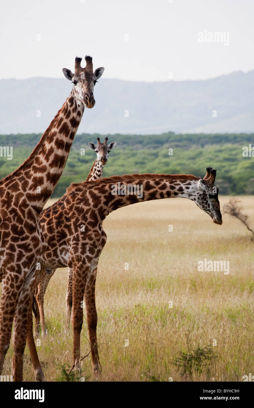 Les Girafes le pâturage dans le Serengeti National Park, Tanzania, Africa Banque D'Images