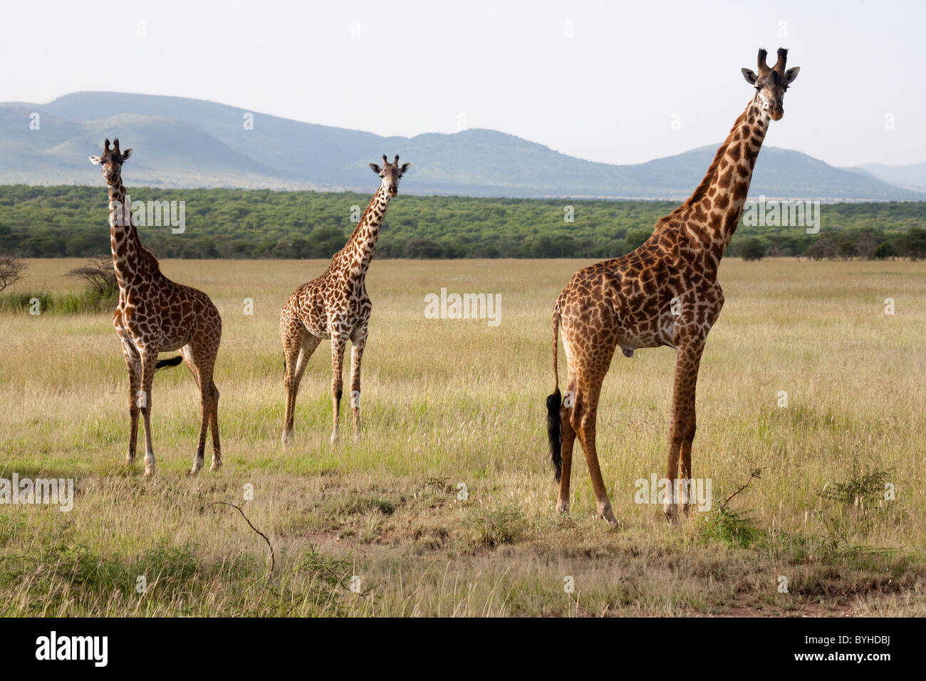 Les Girafes le pâturage dans le Serengeti National Park, Tanzania, Africa Banque D'Images