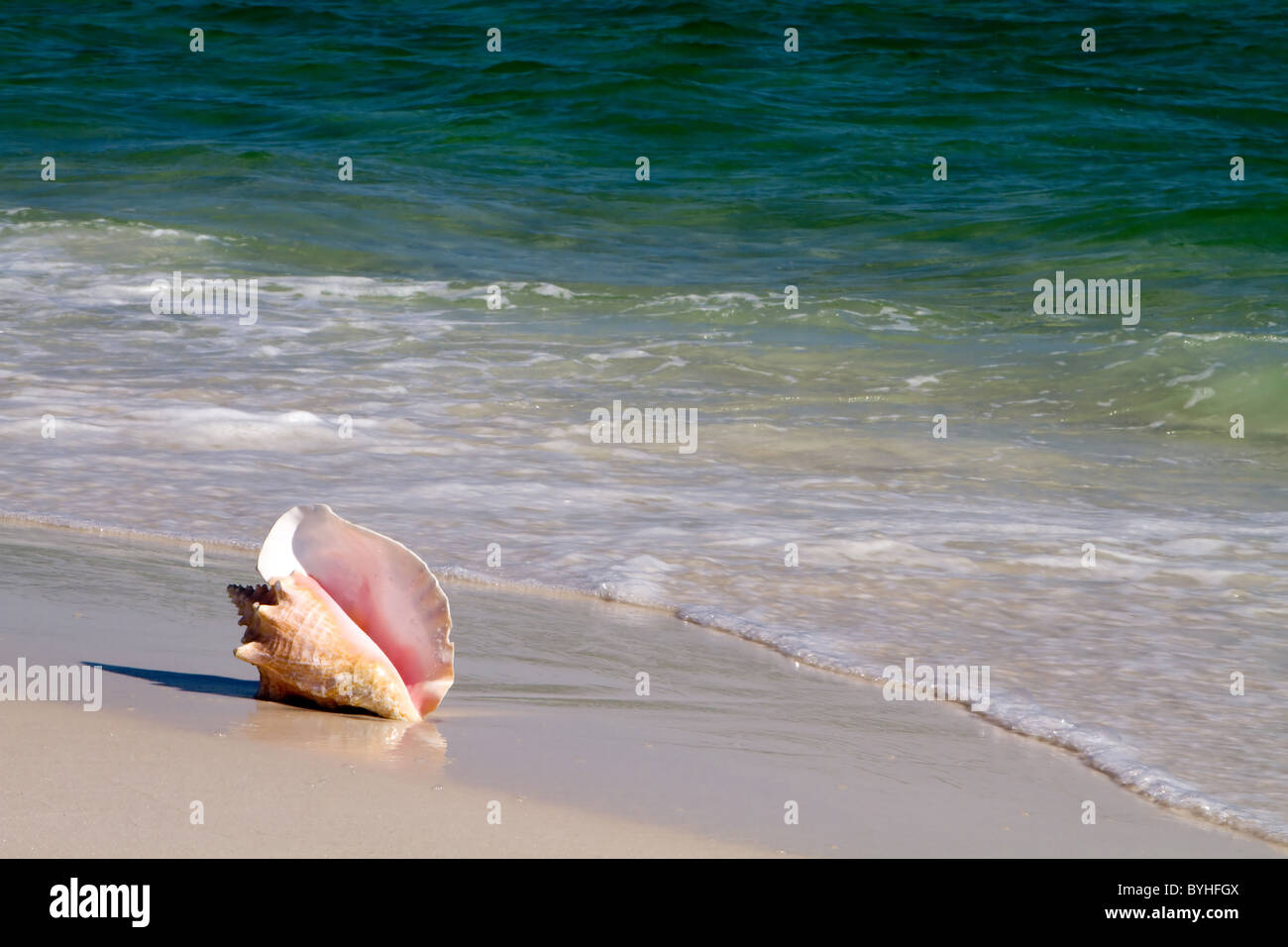 Le lambi, aussi connu comme une conque rose, repose sur une plage de sable fin avec le clapotis des vagues. Banque D'Images