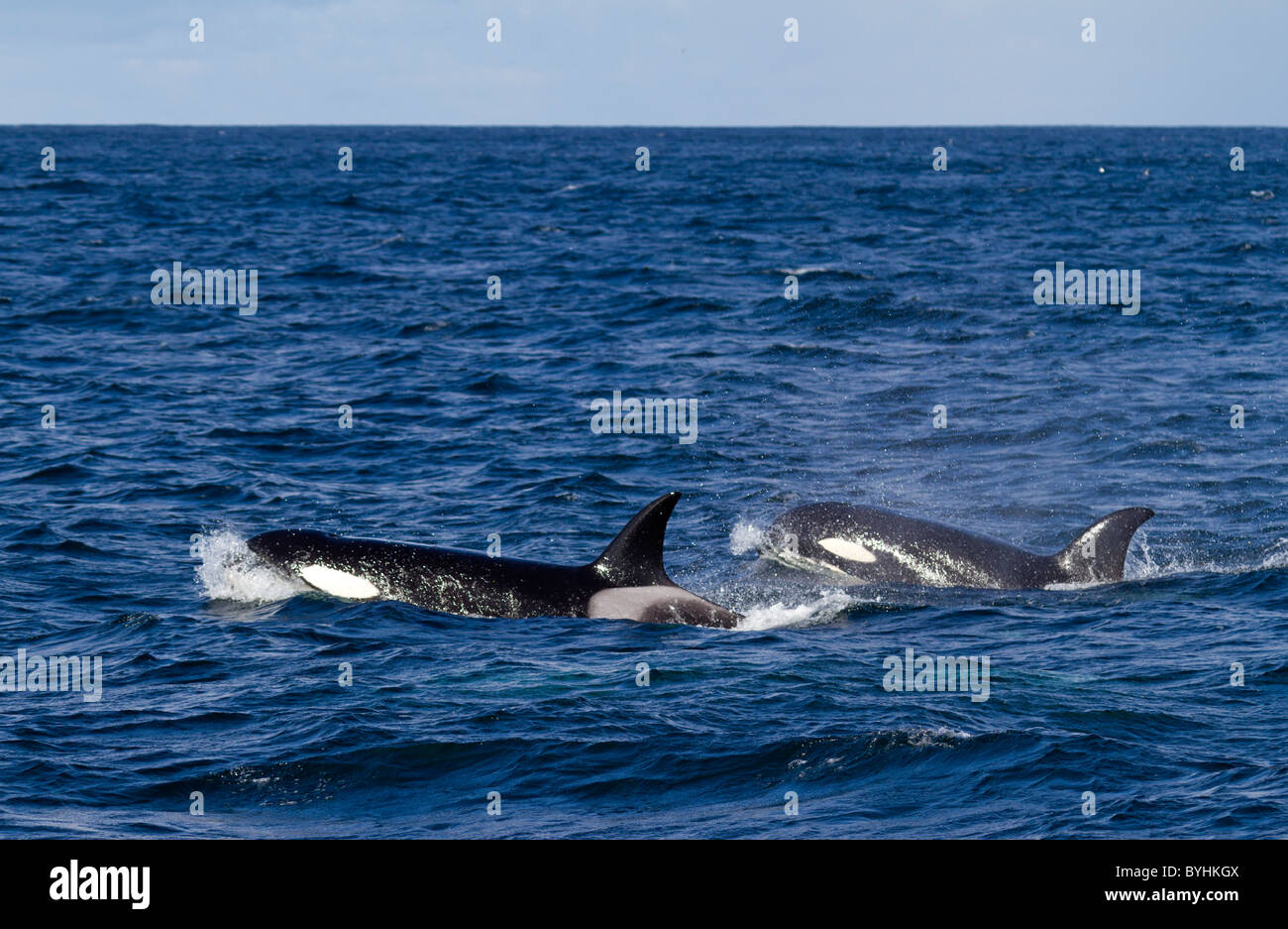 ( Orca Orcinus orca) Banque D'Images