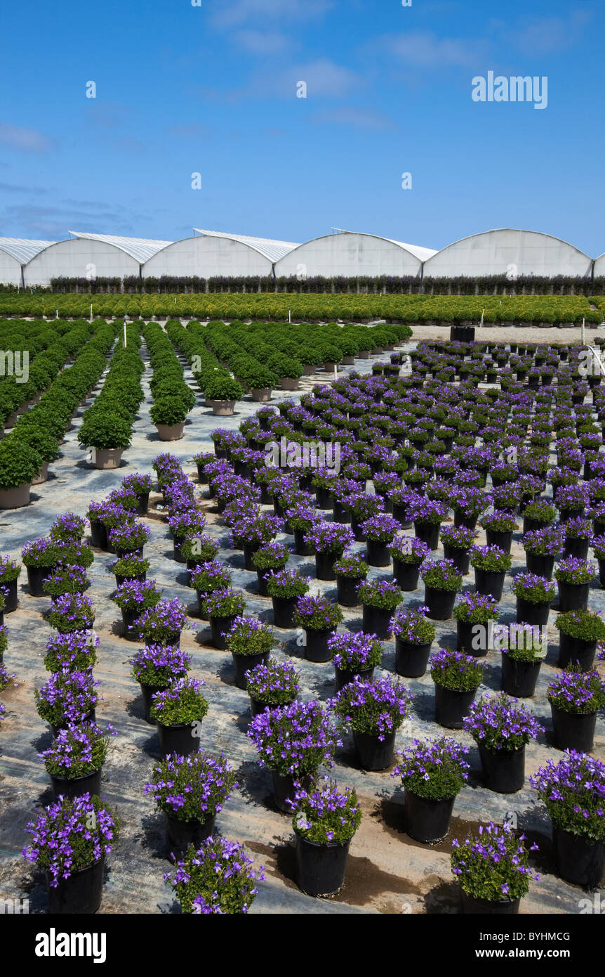 Plantes ornementales en pot, plantes à massifs et d'arbustes dans une pépinière de l'horticulture et les émissions / Salinas, Californie, USA. Banque D'Images