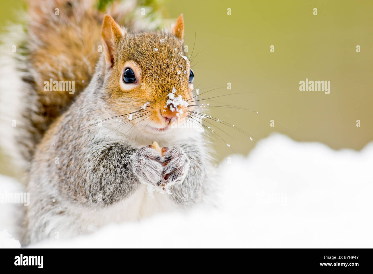 L'écureuil gris de l'alimenter dans la neige Banque D'Images