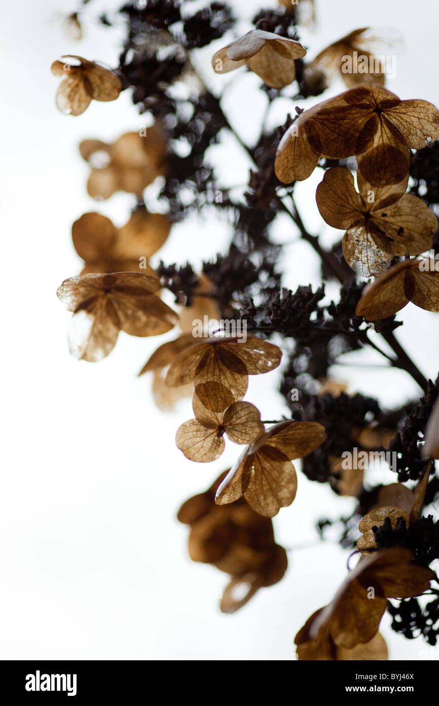 Les fleurs séchées Hydrangea paniculata en hiver Banque D'Images