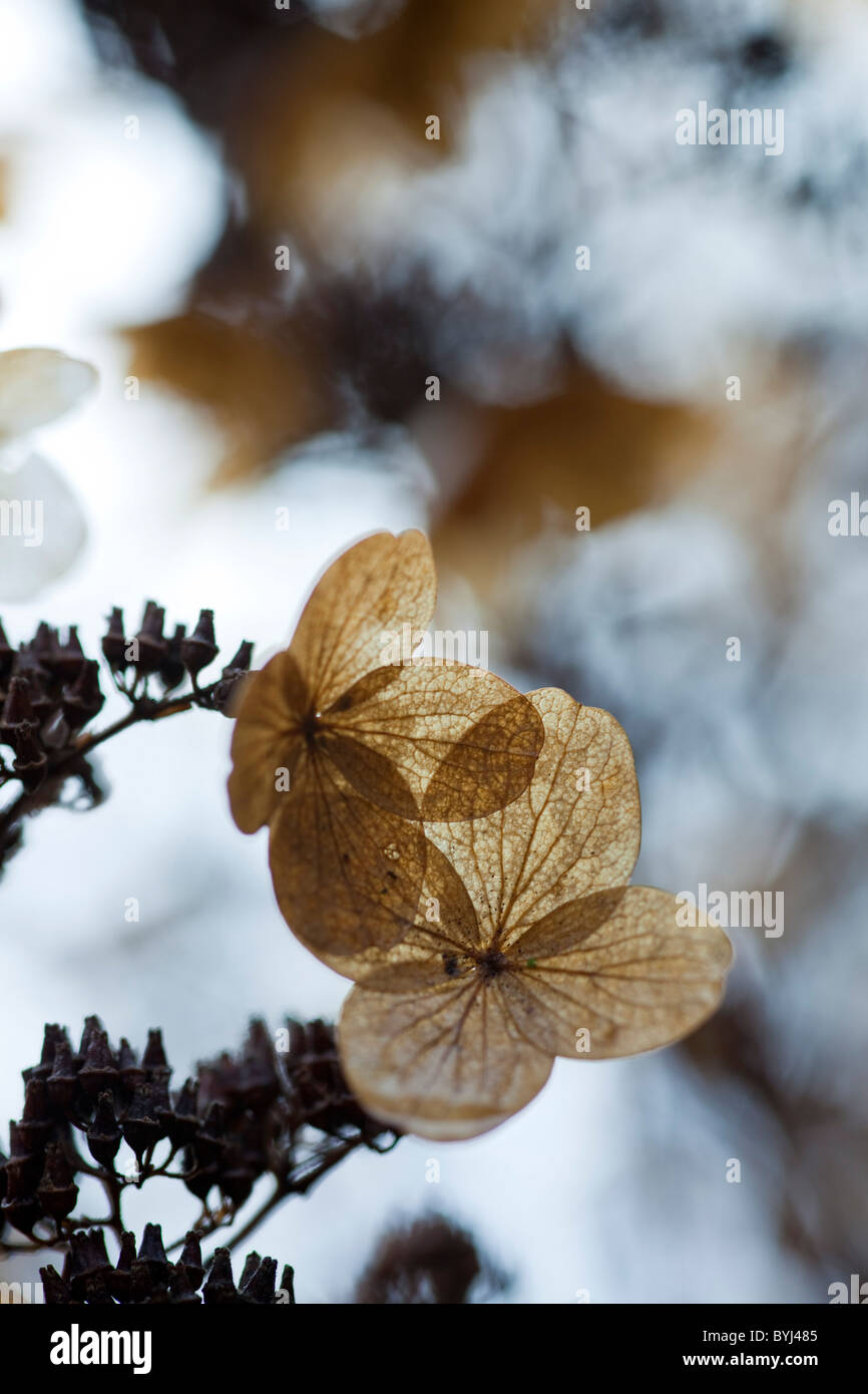 Les fleurs séchées Hydrangea paniculata en hiver Banque D'Images