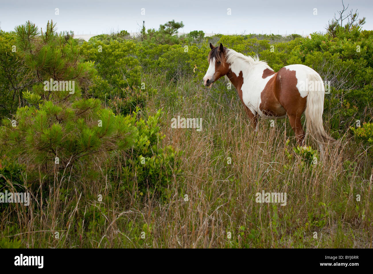 USA, Maryland, Assateague Island National Seashore, alimentation cheval sauvage dans l'herbe haute en dunes sur Assateague Island Banque D'Images