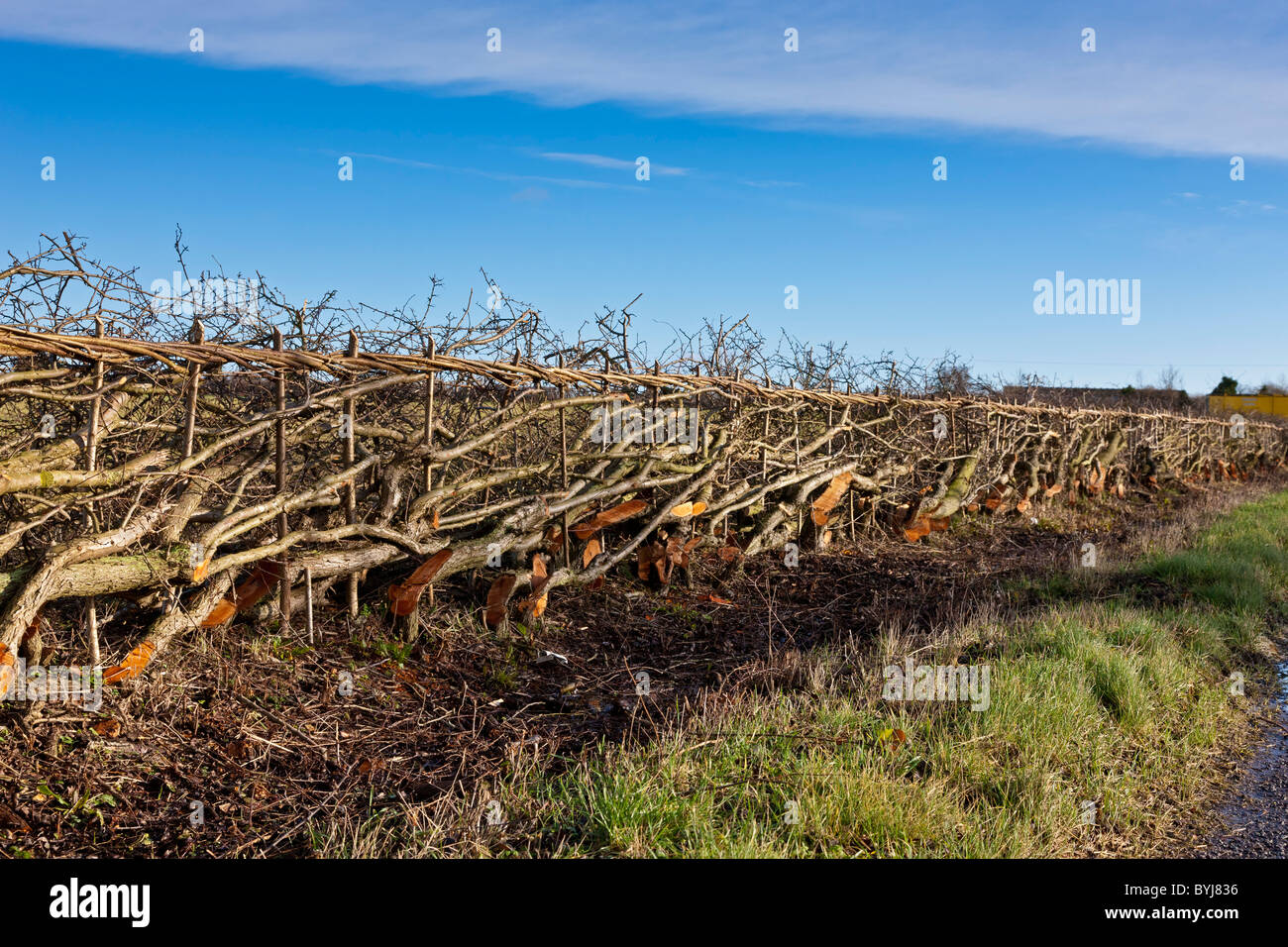 Les pays de l'artisanat traditionnel style hedgelaying Midland Bullock en milieu rural Oxfordshire en Angleterre. JMH4882 Banque D'Images