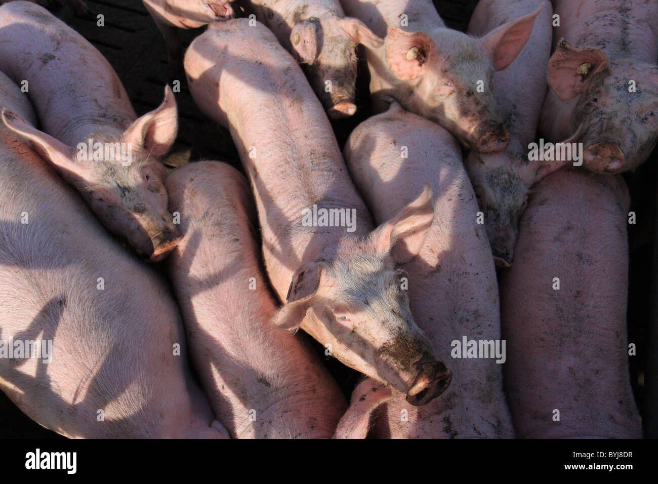 Les porcs dans un enclos Banque D'Images