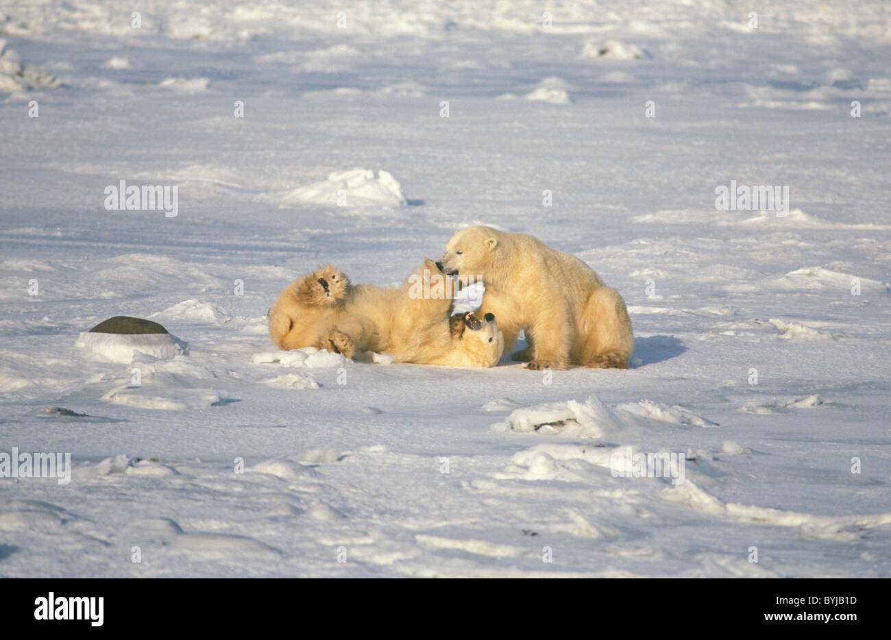 L'ours polaire (Ursus maritimus) deux jeunes hommes jouer-combats sur la neige - Churchill - Manitoba - Canada Banque D'Images