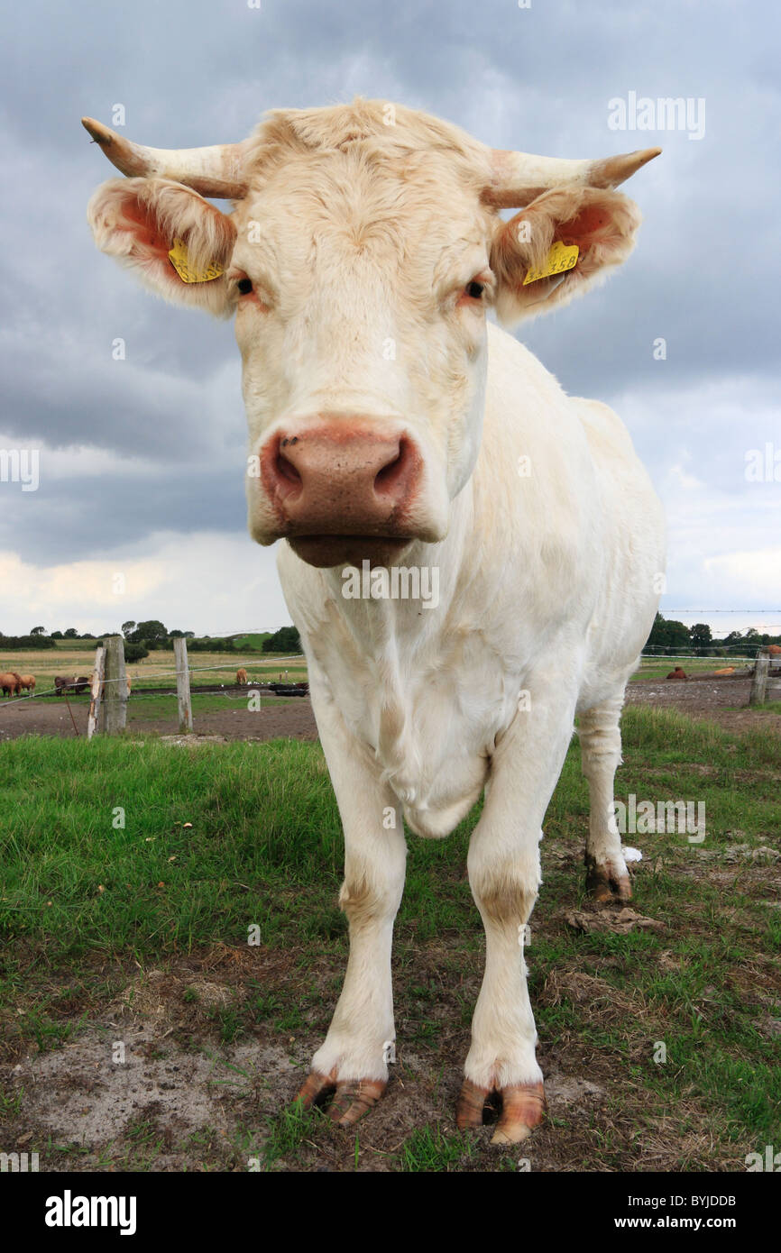 Une vache dans un pâturage Banque D'Images