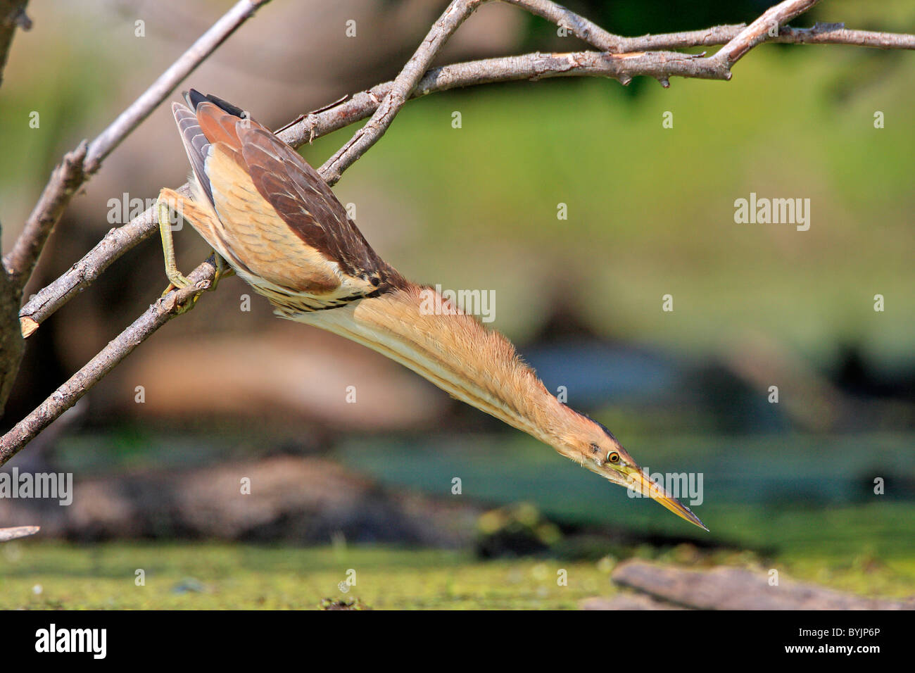 Blongios nain (Ixobrychus minutus), homme prêt à frapper. Lake Kerkini, Grèce. Banque D'Images