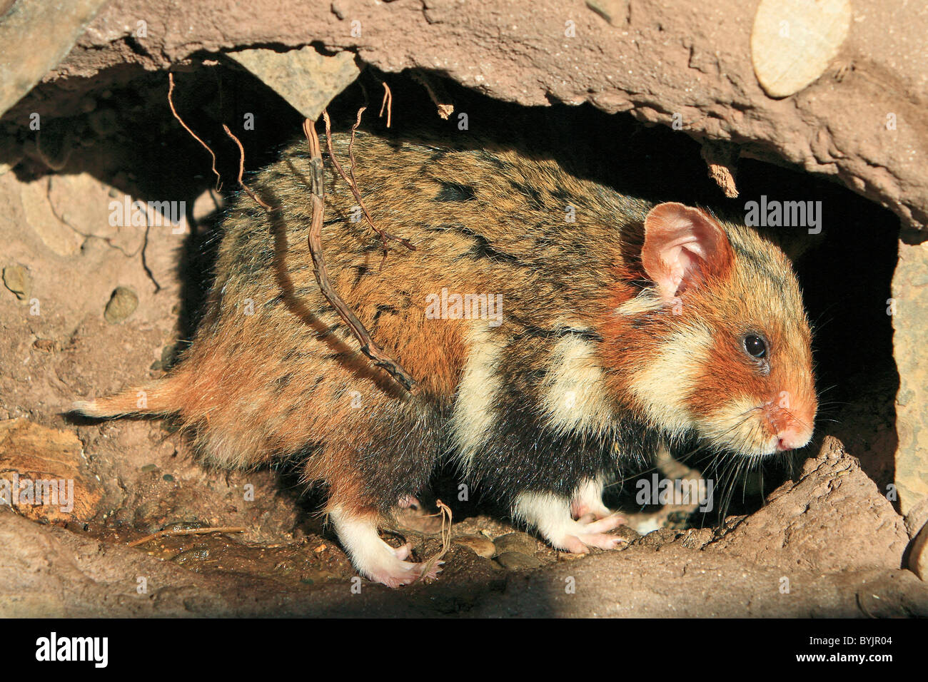 Grand hamster, Black-bellied Hamster, Hamster commun (Cricetus cricetus) en utilisant ses toilettes souterraines. Banque D'Images