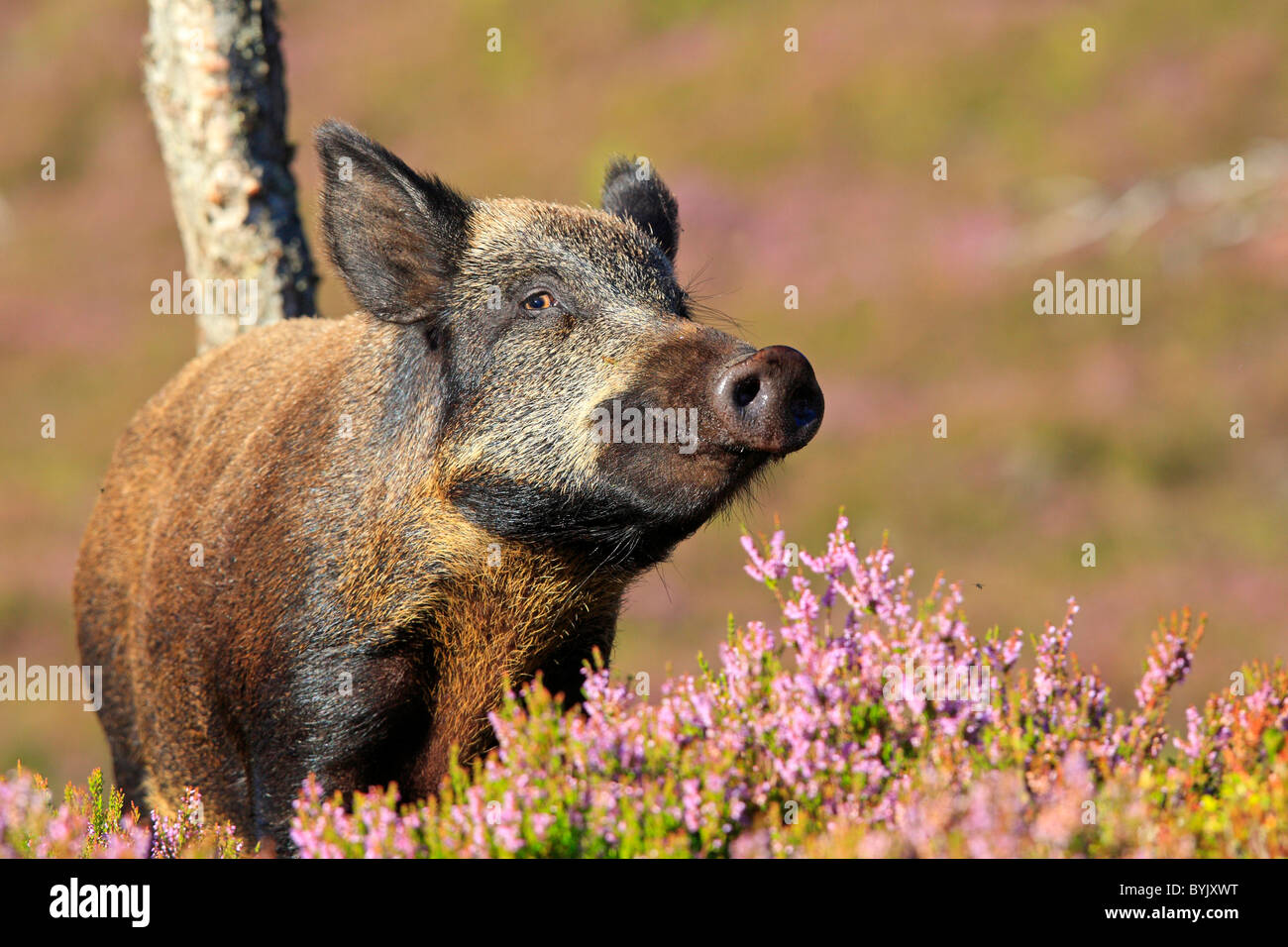 Le sanglier (Sus scrofa) debout dans la floraison de la bruyère. Highland Wildlife Park, en Écosse. Banque D'Images