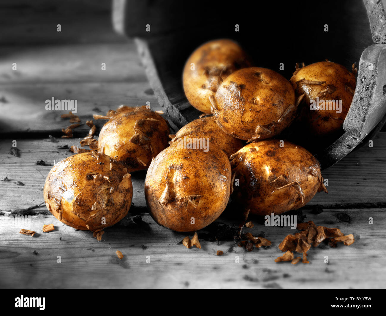 Creusé de pommes de terre nouvelles fraîches Banque D'Images