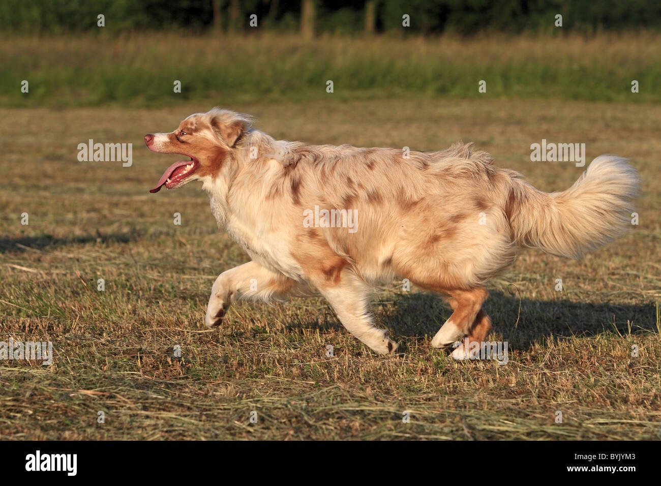 Berger Australien (Canis lupus familiaris), trois ans chien qui court sur une prairie. Banque D'Images