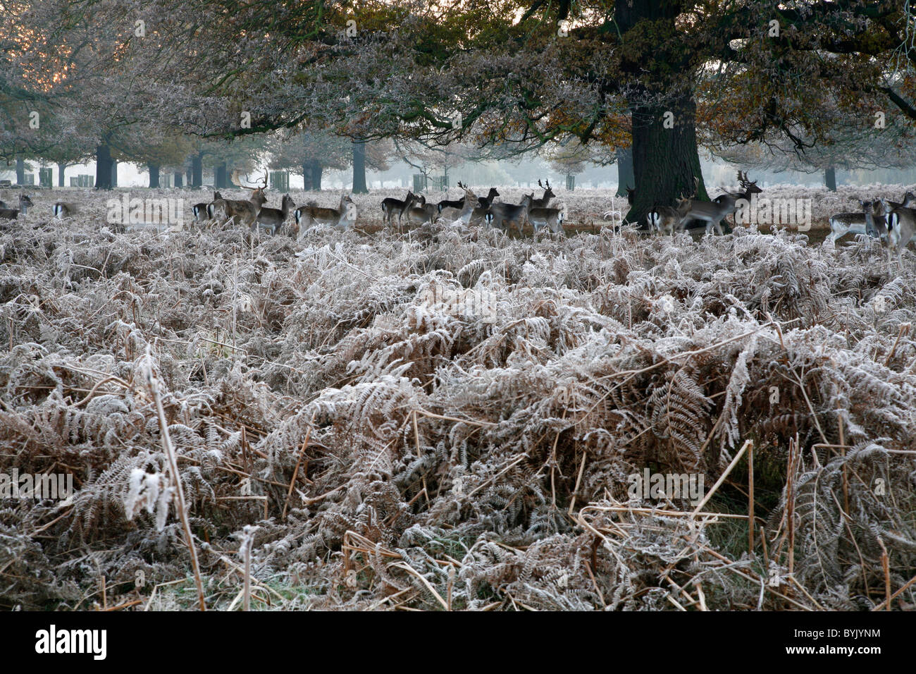 Deer se cachant dans le givre sur bracken incrustée, Bushy Park, Teddington, Londres, Royaume-Uni Banque D'Images