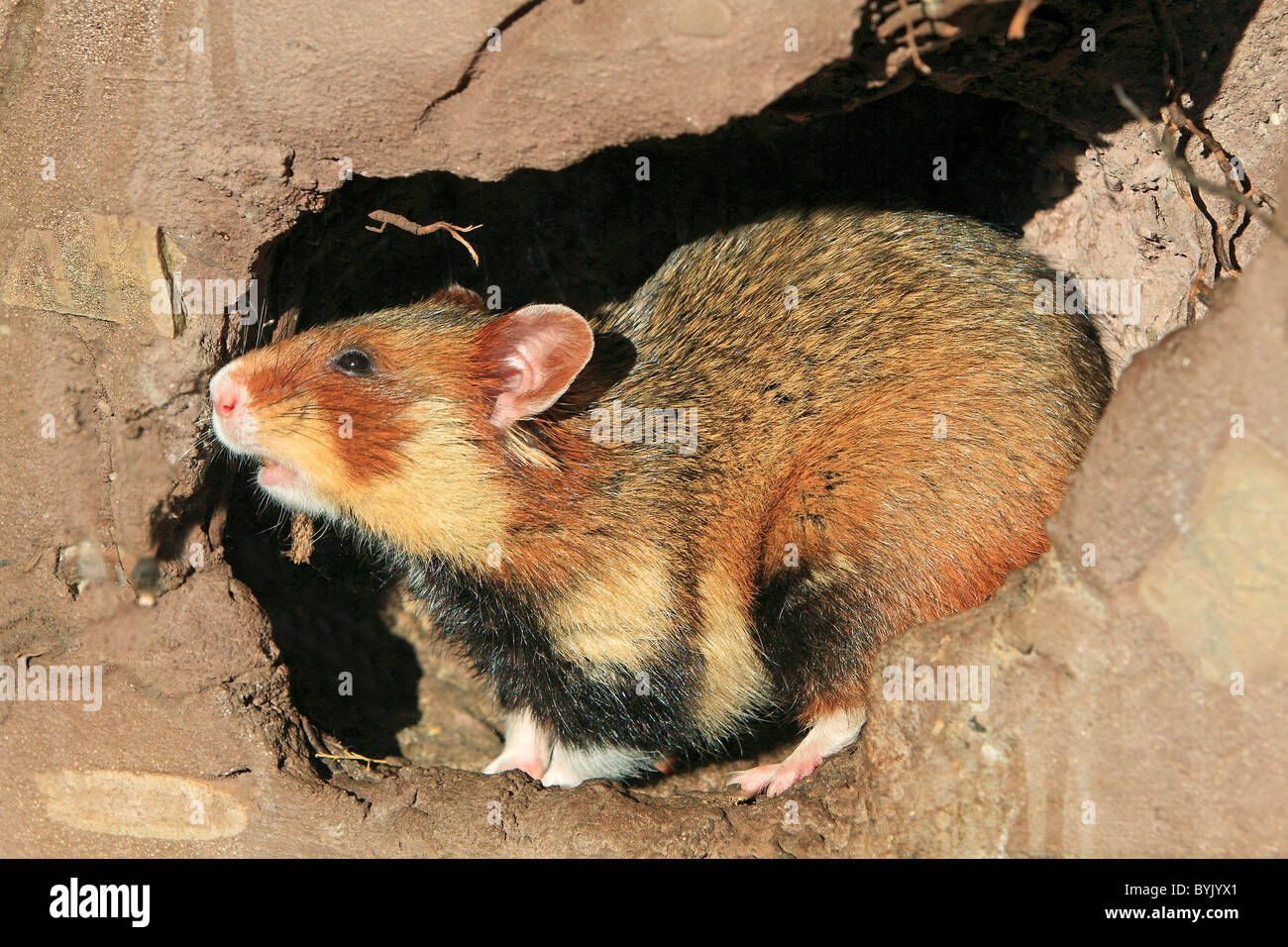 Grand hamster, Black-bellied Hamster, Hamster commun (Cricetus cricetus) dans son terrier souterrain. Banque D'Images