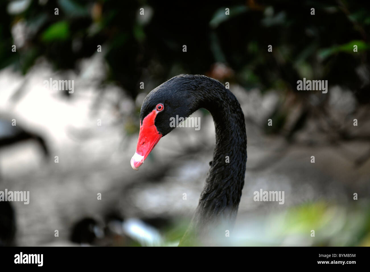 Portrait d'un cygne noir dans un environnement de feuillage. Banque D'Images