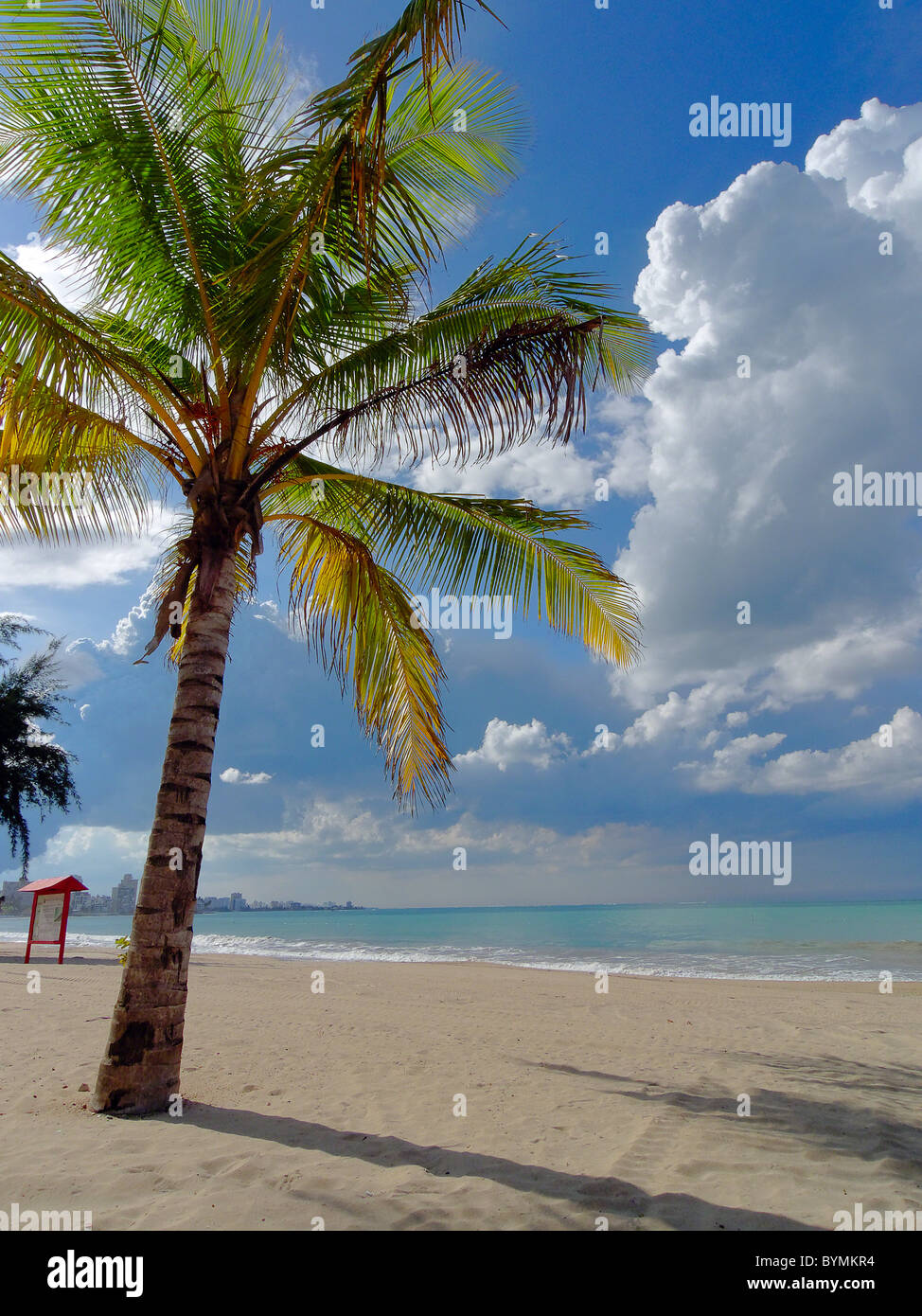 Palmier sur Carolina Beach, San Juan, Puerto Rico Banque D'Images
