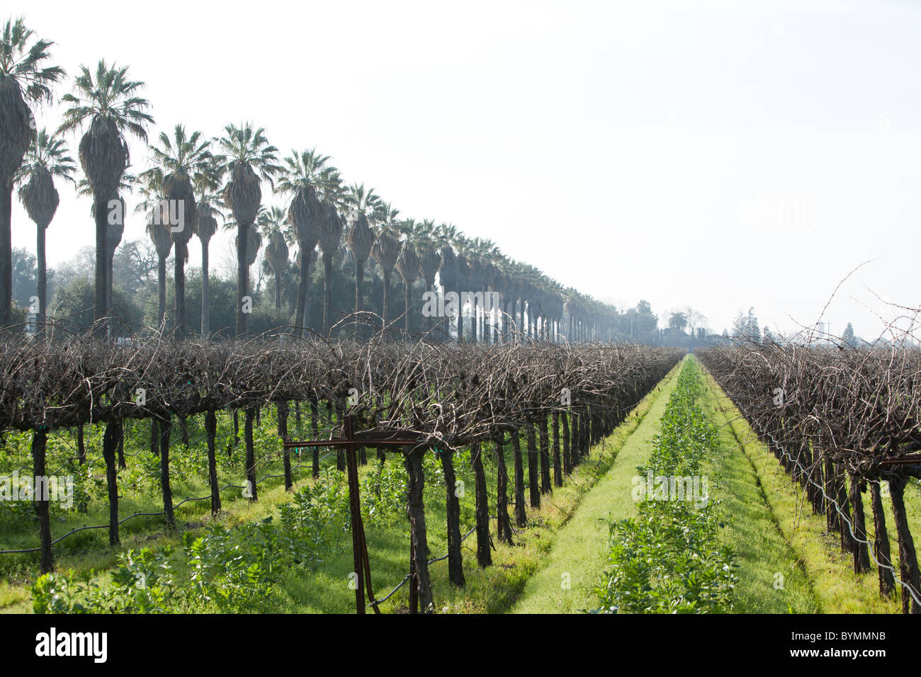 Rangées de raisins Old vine zinfandel dans un vignoble dans la région de wine country Banque D'Images